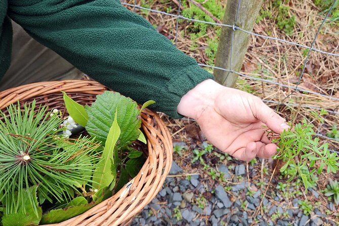 Adult Foraging Walk & Bushcraft Cookery Course for Beginners - Why the $88.24 price can make sense