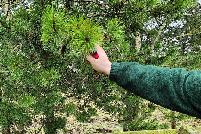 Adult Foraging Walk & Bushcraft Cookery Course for Beginners - Learning to identify plants safely