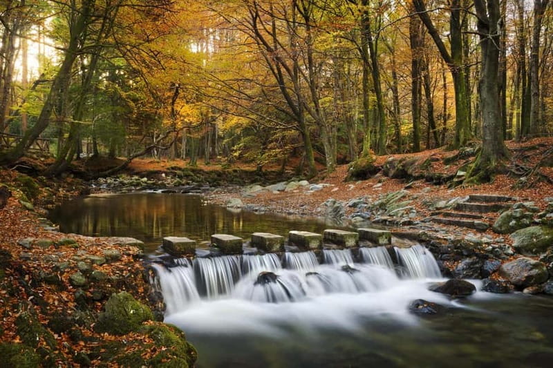 From Newcastle: Game of Thrones Tollymore Forest Trek - Entering Tollymore Forest in Stark colors