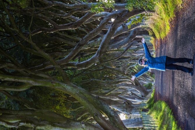 Giants Causeway & Antrim Coast Private Tour - Dark Hedges, a tree tunnel with screen history