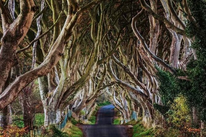 Giants Causeway Private Tour - Carrick-a-Rede brings the day’s biggest thrill