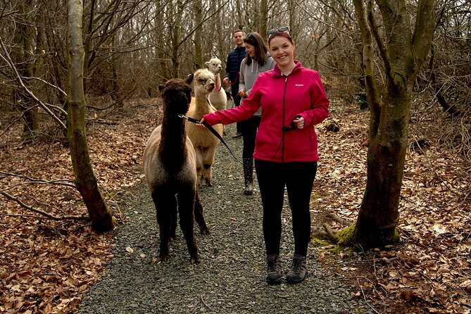 Guided Scenic Alpaca Trekking Experience Northern Ireland - Meeting your alpaca at BallyBurren