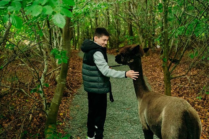 Guided Scenic Alpaca Trekking Experience Northern Ireland - What it is like to lead an alpaca