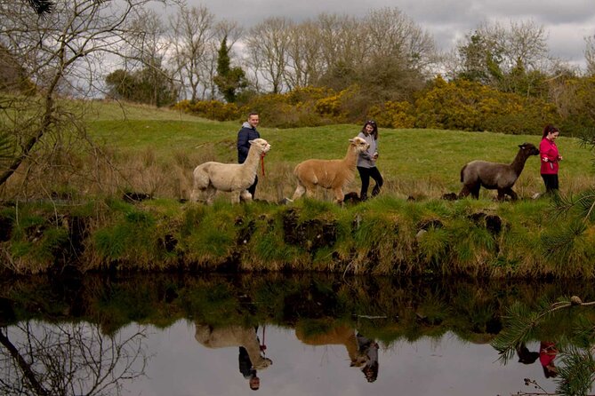 Guided Scenic Alpaca Trekking Experience Northern Ireland - The island stop and coffee trailer