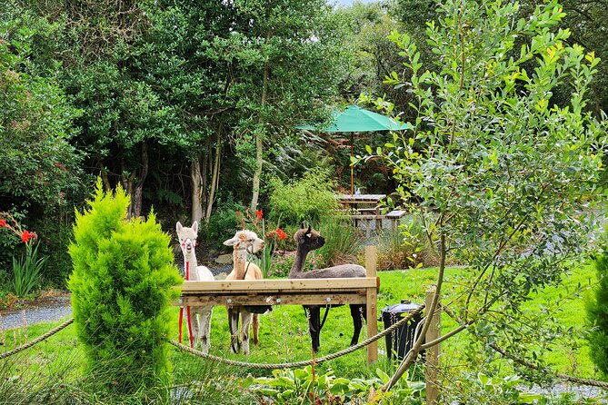 Guided Scenic Alpaca Trekking Experience Northern Ireland - Is $69.43 good value?
