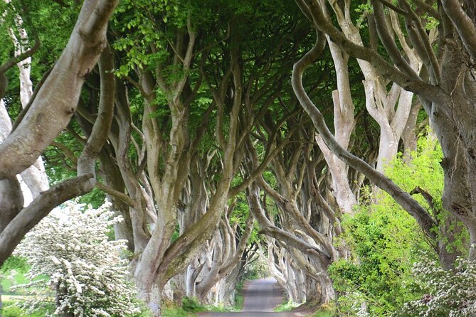 Morning Giant's Causeway Half Day Tour from Belfast - Key points to know before booking
