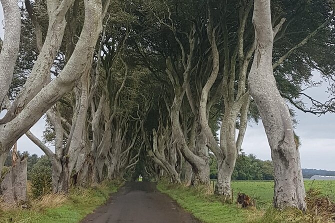 Private tour of the Antrim coast , Giants Causeway and Game of Throne locations - Giant’s Causeway: the day’s essential stop